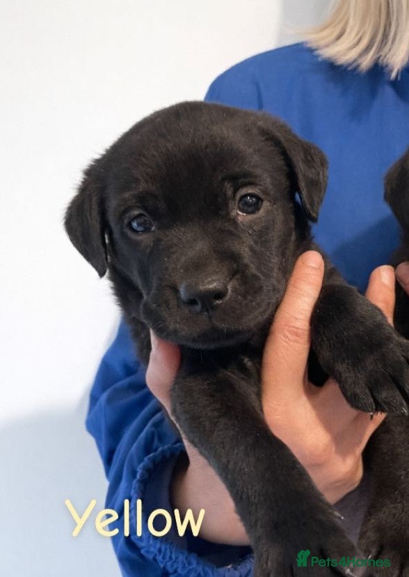 Labrador Retriever dogs Working/Champion line pedigree Black lab puppies  - Advert 2