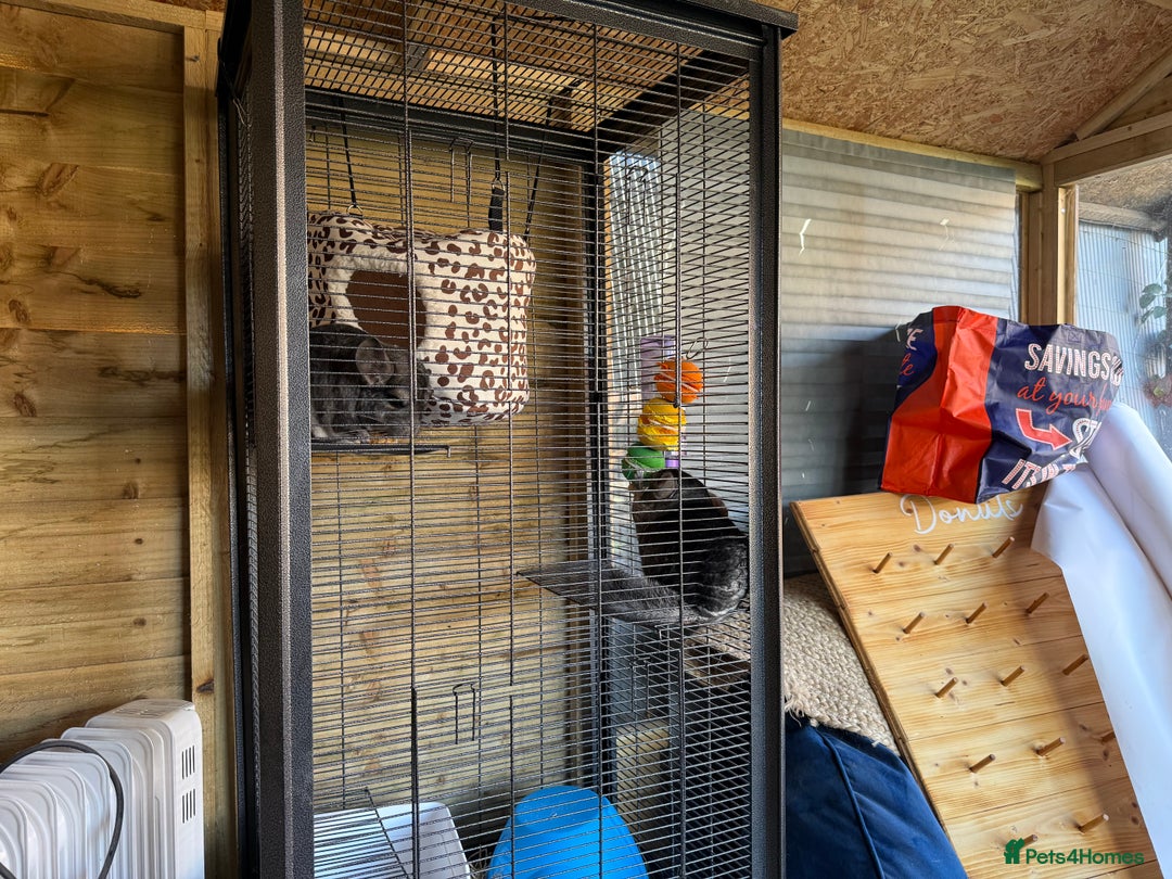 Chinchilla rodents for sale: x2 chinchillas  - Image 5