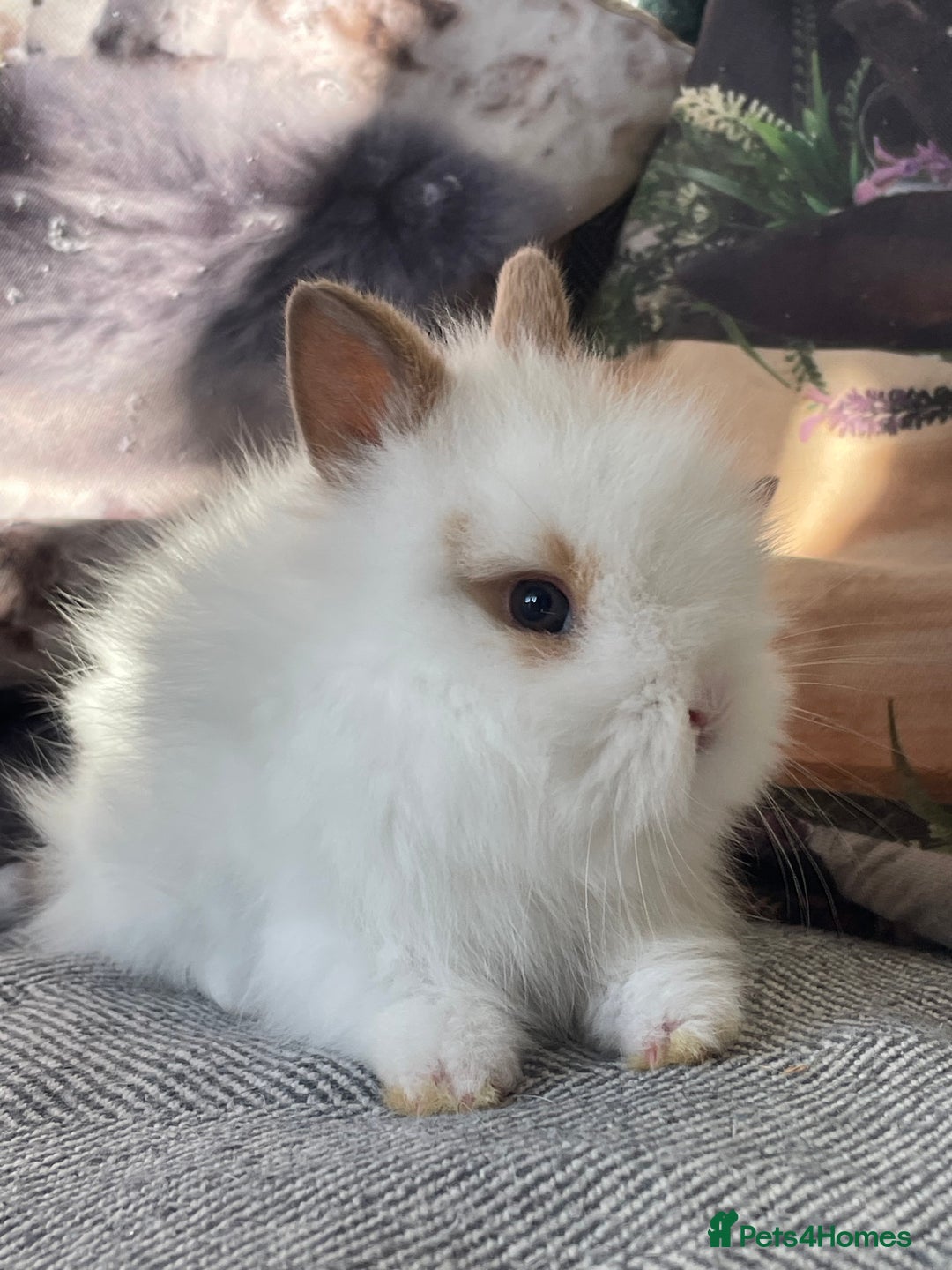 Lionhead rabbits for sale: One male left. Blue eyes. Orange and white - Image 5