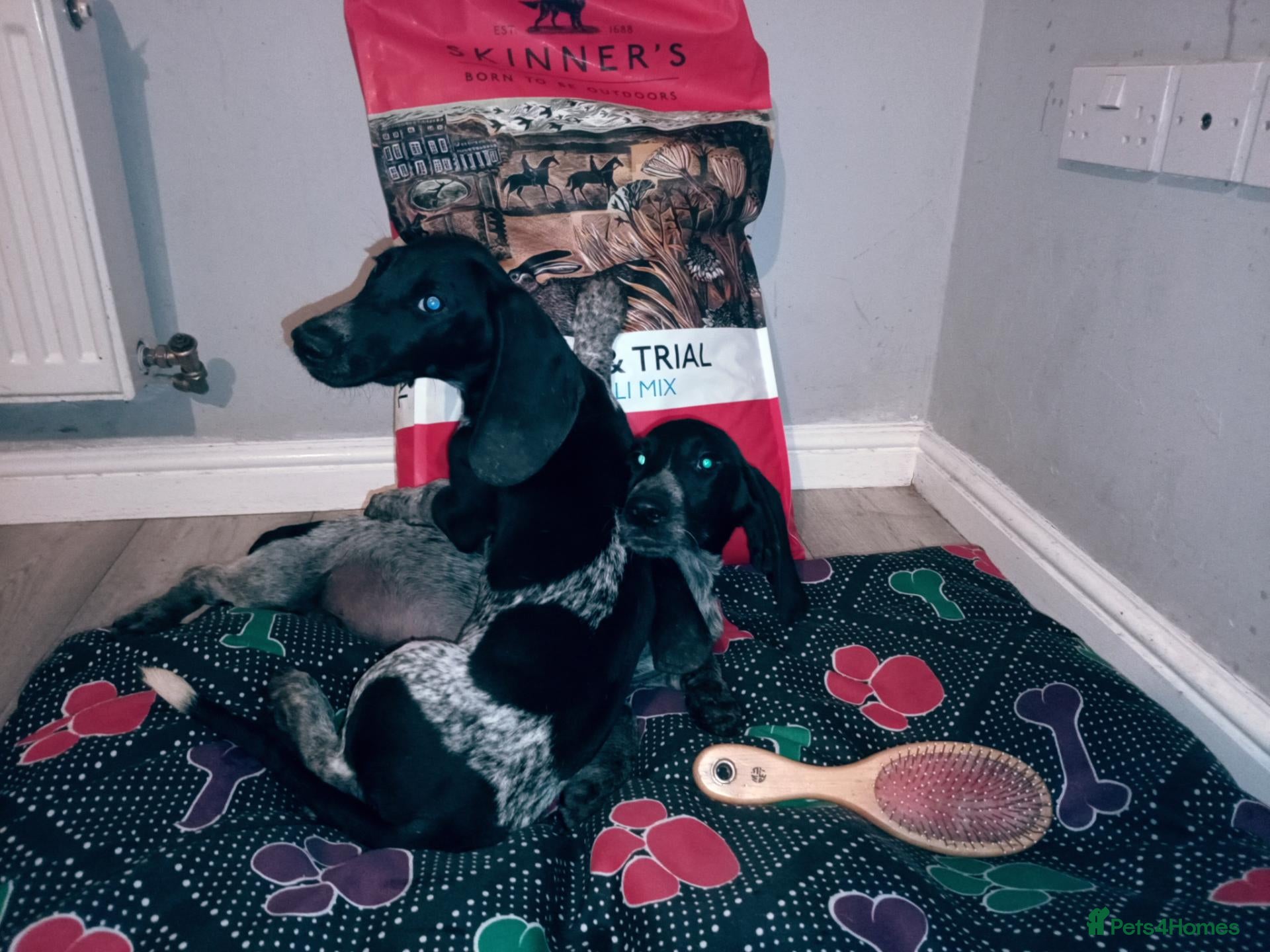 Mixed Breed dogs KC Basset Hound x KC German Shorthaired Pointer  - Advert 2