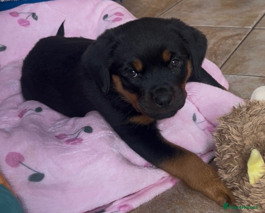 Rottweiler dogs Female for sale from health tested patients  - Advert 1