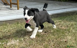 Mixed Breed dogs for sale: Collie cross pups for sale - Image 3