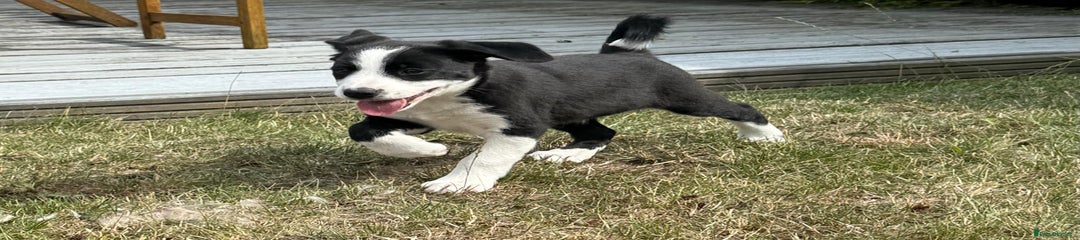 Mixed Breed Puppy 2