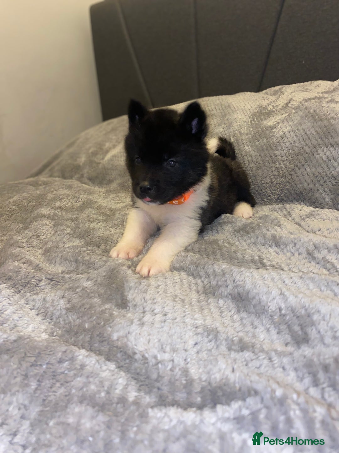 Akita dogs for sale: Beautiful American Akita Puppies 9 Boys 3 Females  - Advert 35