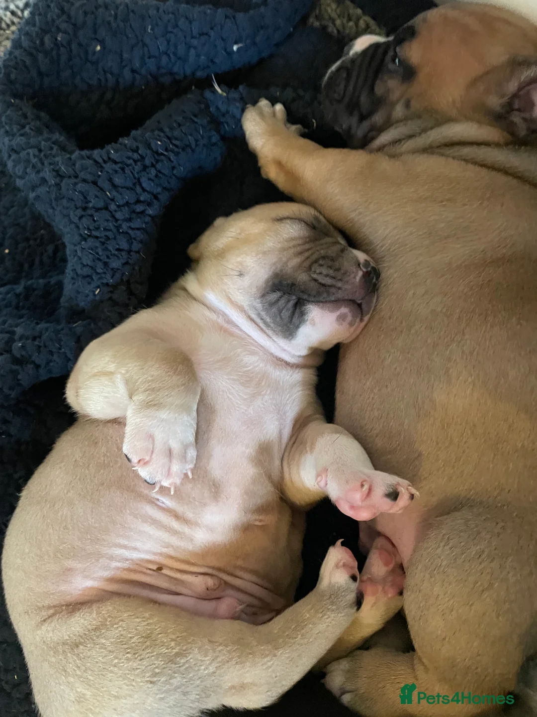 American Bully dogs for sale: ⭐️ 3/4 stunning Pocket bullys mix of colours ⭐️ - Advert 24