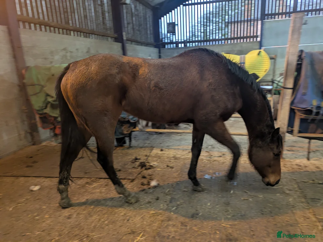 English Thoroughbred horses for sale: Two thoroughbred horses for sale - Advert 3