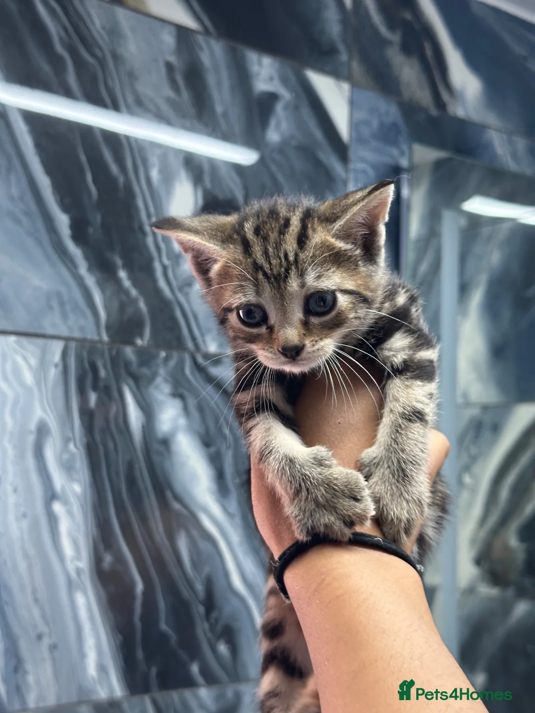 Mixed Breed cats for sale: Amazing mixed breed kittens - Advert 1