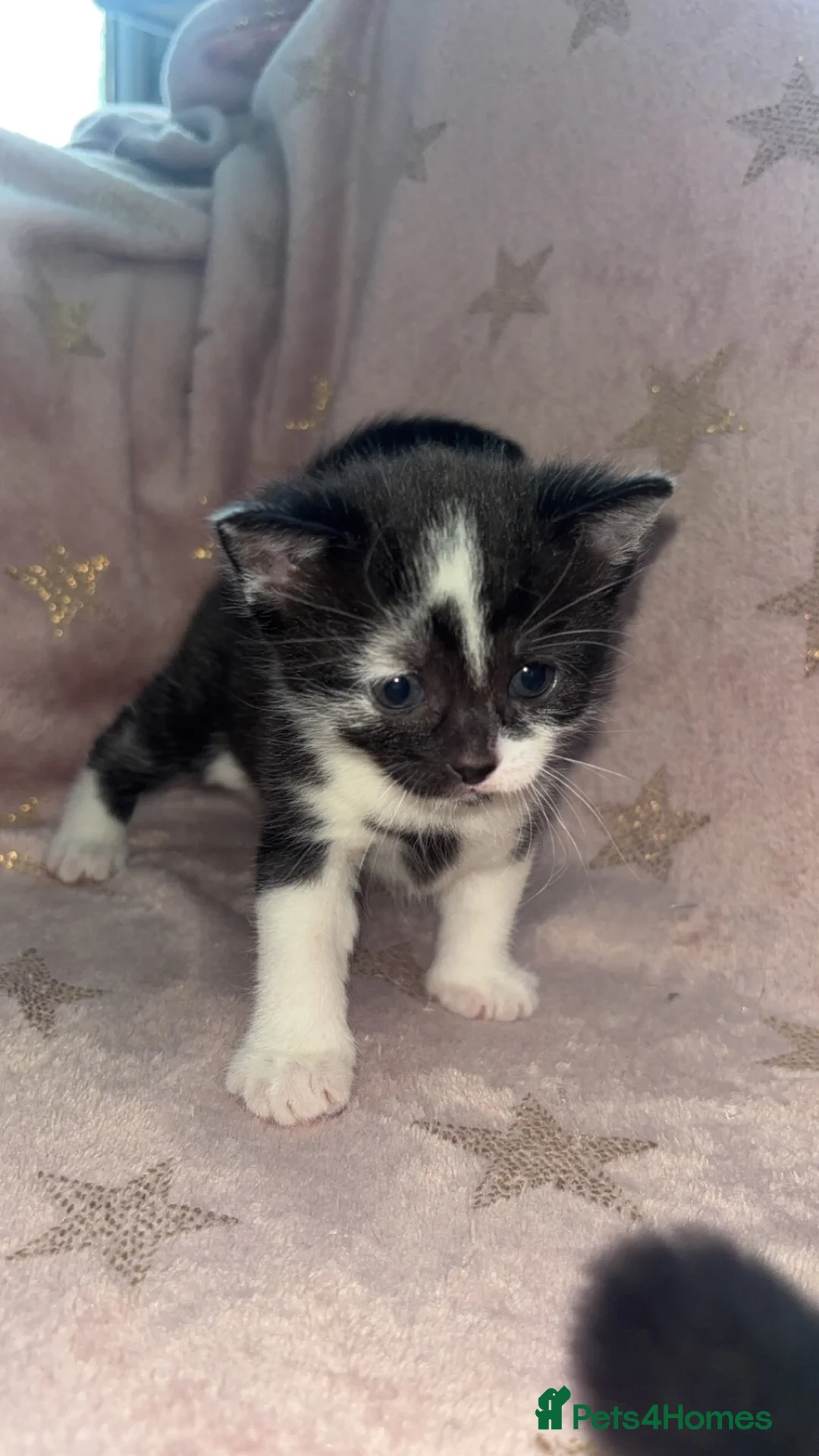 Mixed Breed cats for sale: Russian blue x kittens  in Glasgow - Advert 6
