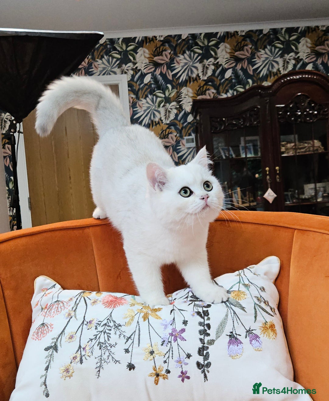 Scottish Fold cats for sale: Excellent Scottish straight kittens  - Image 21