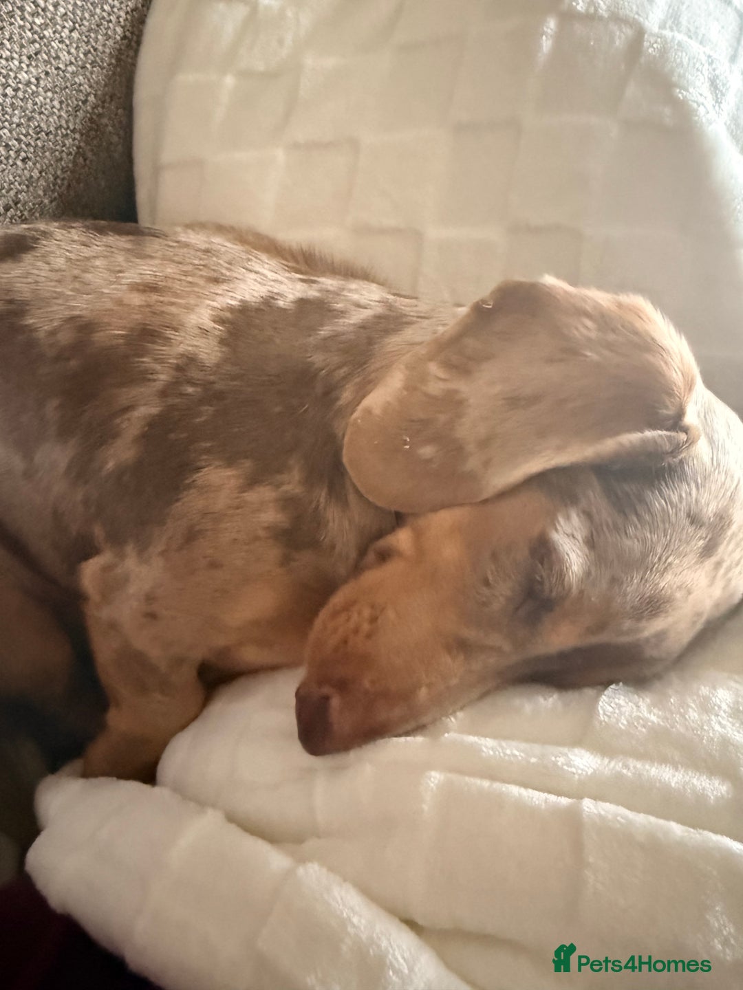 Dachshund dogs for sale: Isabelle Dapple - Advert 2