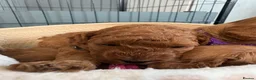 Cockapoo dogs for sale: Extensively health tested F1b cockapoos - Advert 10