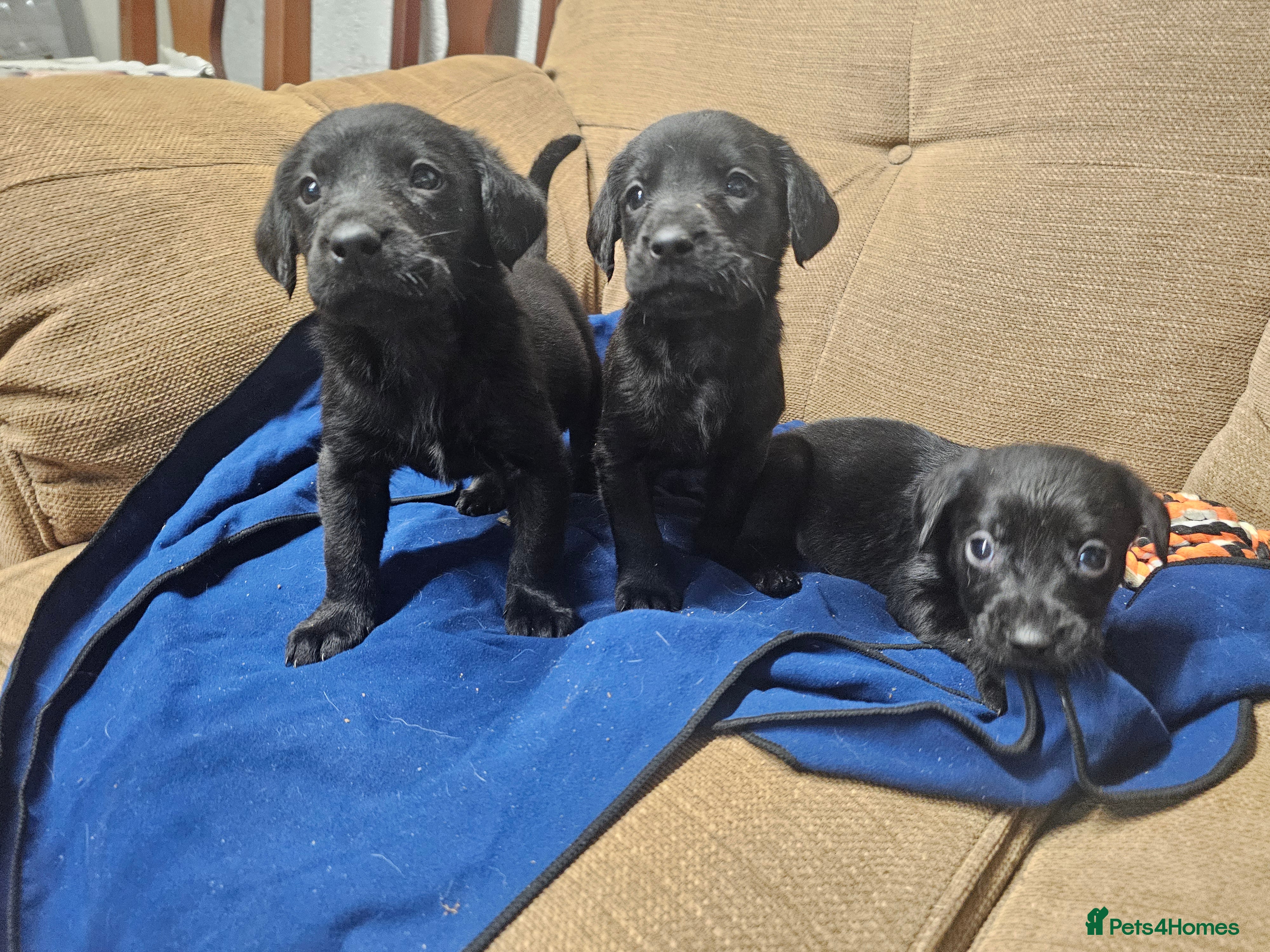 Mixed Breed dogs Labrador x Pointer Puppies - Advert 11