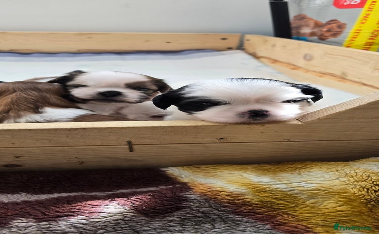 Shih Tzu dogs - Advert 5