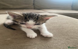 Mixed Breed cats for sale: Mixed breed 7 Kittens, 5 males and 2 female  - Image 7