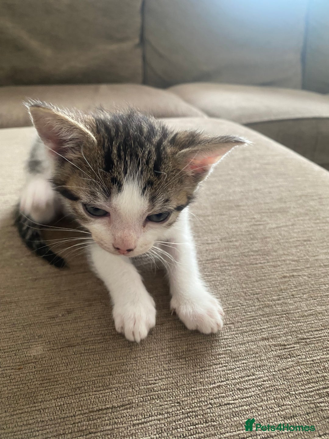 Mixed Breed cats for sale: Mixed breed 7 Kittens, 5 males and 2 female  - Image 7