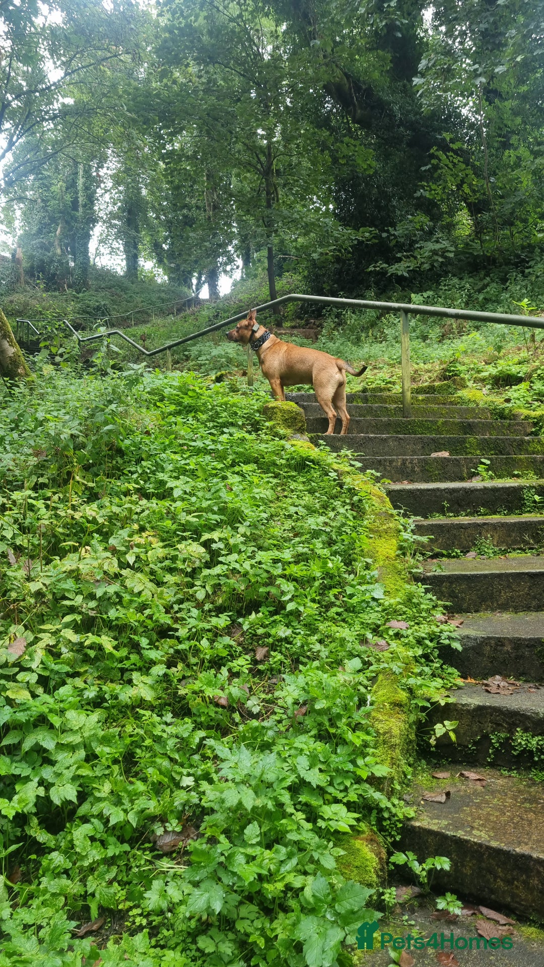 Mixed Breed dogs for sale: Female Mix Staffy - Advert 2