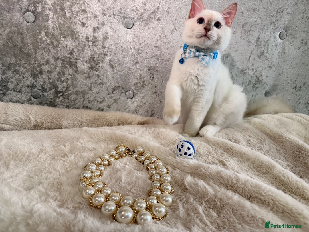 Ragdoll cats for sale: 🌟Stunning🌟PKD/HCM ✅ 💕 Ragdoll Kittens 🌟 - Advert 15