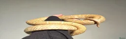 King Snake reptiles for sale: Pair of Albino Florida king snakes - Advert 2