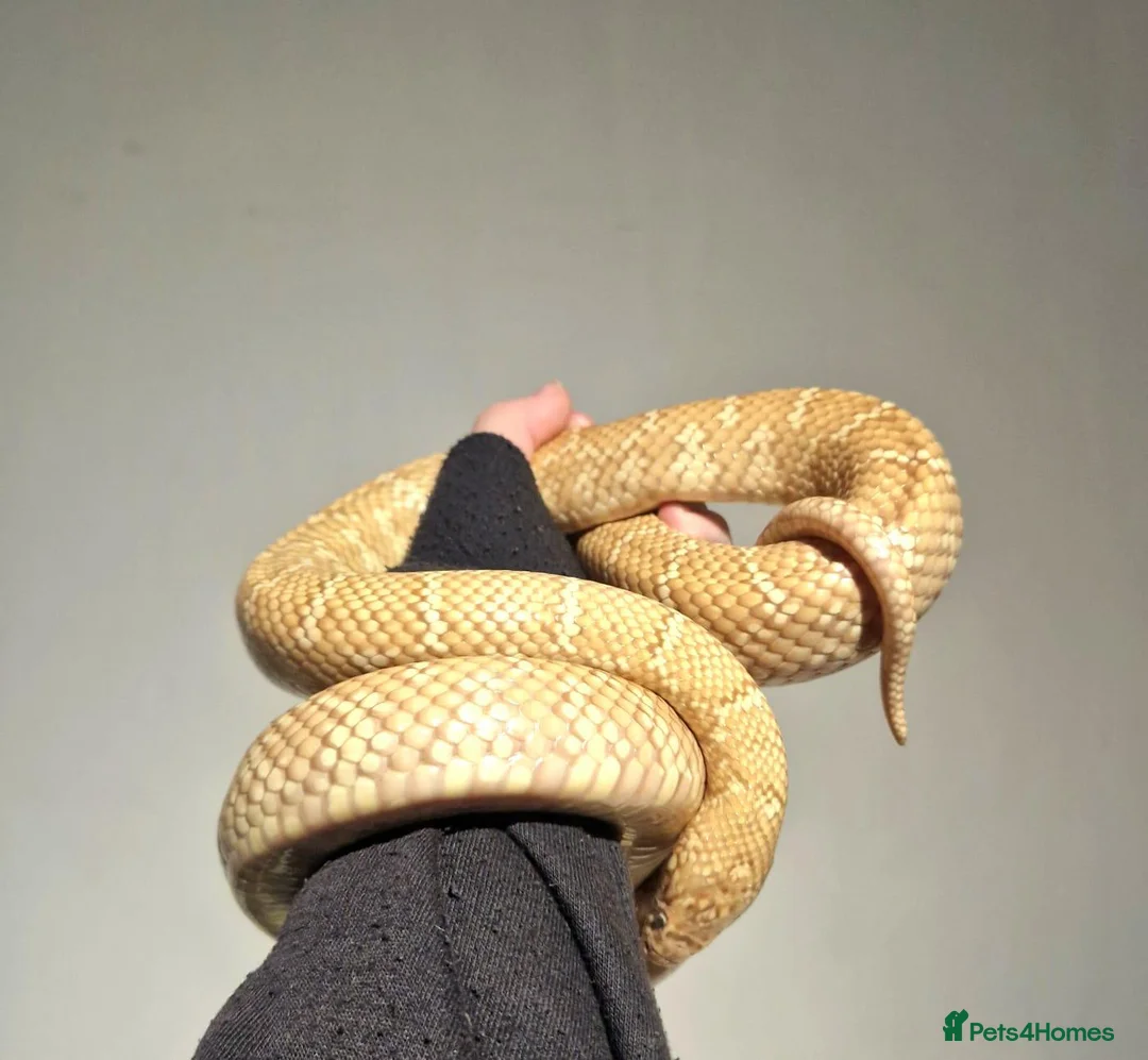 King Snake reptiles for sale: Pair of Albino Florida king snakes - Advert 2