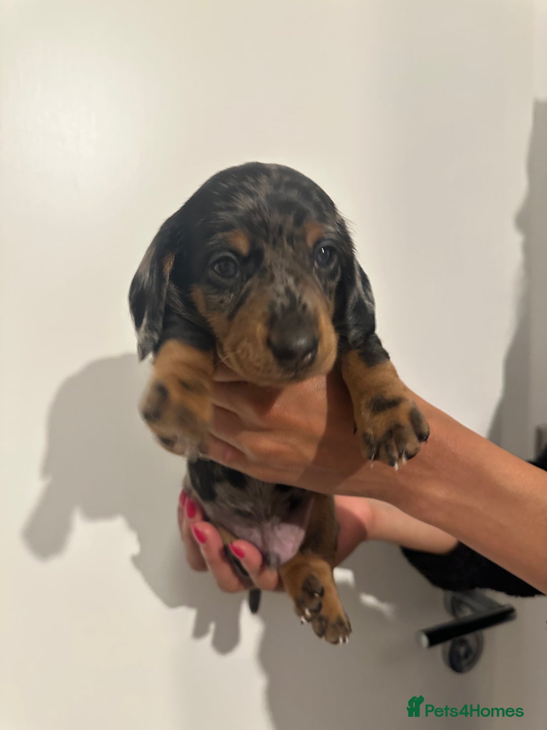Miniature Dachshund dogs for sale: ✨Mini Smooth Hair Dachshund Ready 18/10/2025 ✨ - Image 16