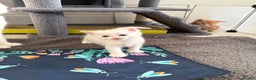 Turkish Angora cats for sale: Cute Turkish Angora x British Shorthair Kittens - Advert 20