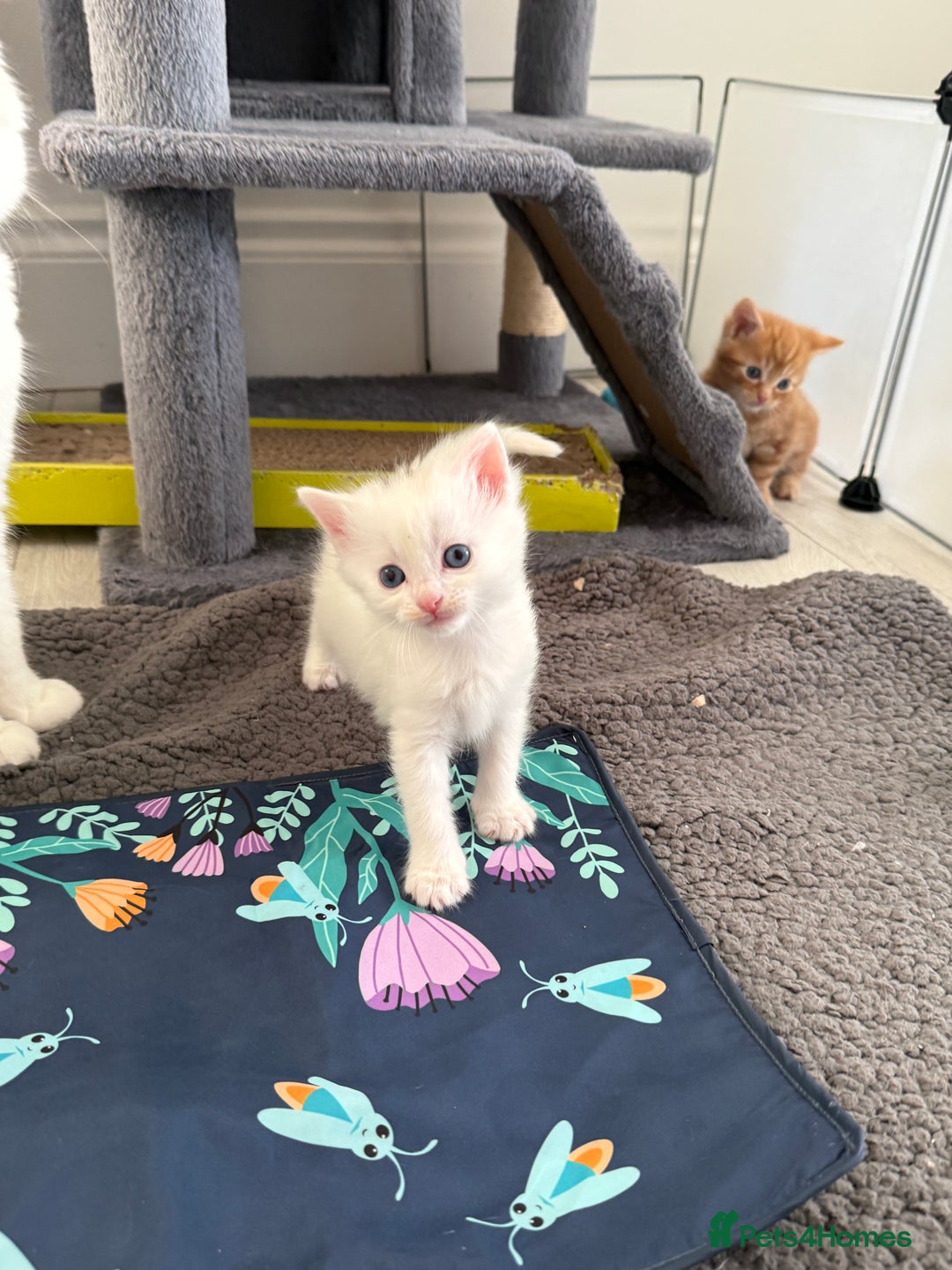 Turkish Angora cats for sale: Cute Turkish Angora x British Shorthair Kittens - Advert 20