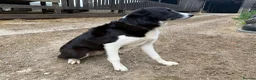 Mixed Breed dogs for sale: Stunning Whippet x Border Collie Pups - Advert 5