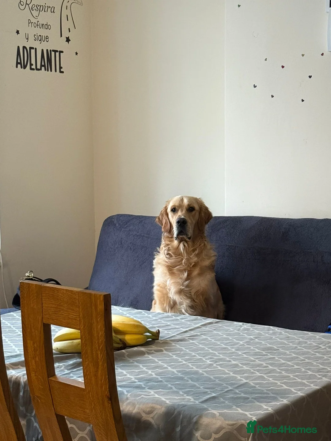 Golden Retriever dogs for stud: Benji looking for a partner  - Advert 2