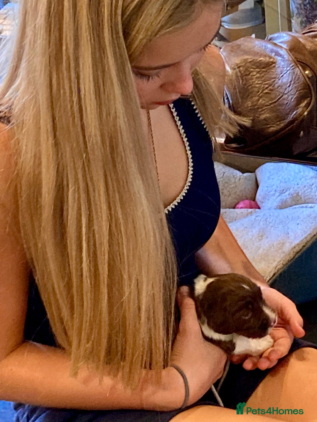 English Springer Spaniel dogs for sale: FIFTH generation! 7 litters, 36 pups, 32 families! - Image 7