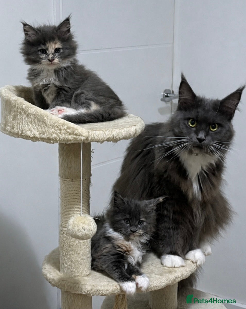 Maine Coon cats Beautiful full Maine Coon kittens  - Advert 5