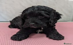 Cockapoo dogs for sale: Ready now, gorgeous health tested F1 cockapoos - Image 5