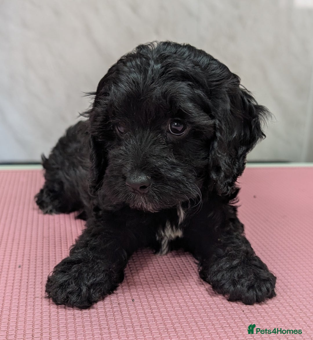 Cockapoo dogs for sale: Ready now, gorgeous health tested F1 cockapoos - Image 5