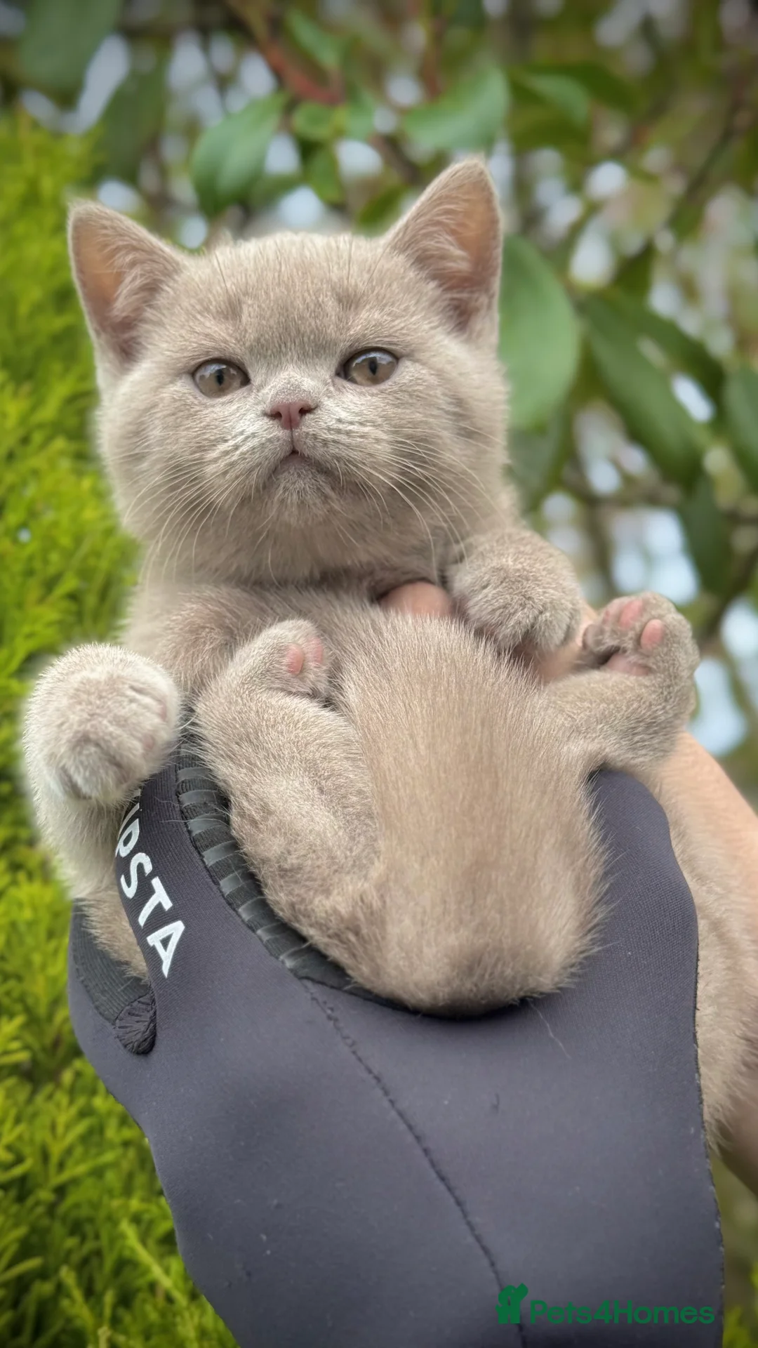 British Shorthair cats for sale: Adorable British Shorthair Blue and Lilic kittens - Advert 19