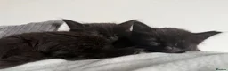 British Shorthair cats for sale: 2 female black kittens  in Bristol - Advert 16