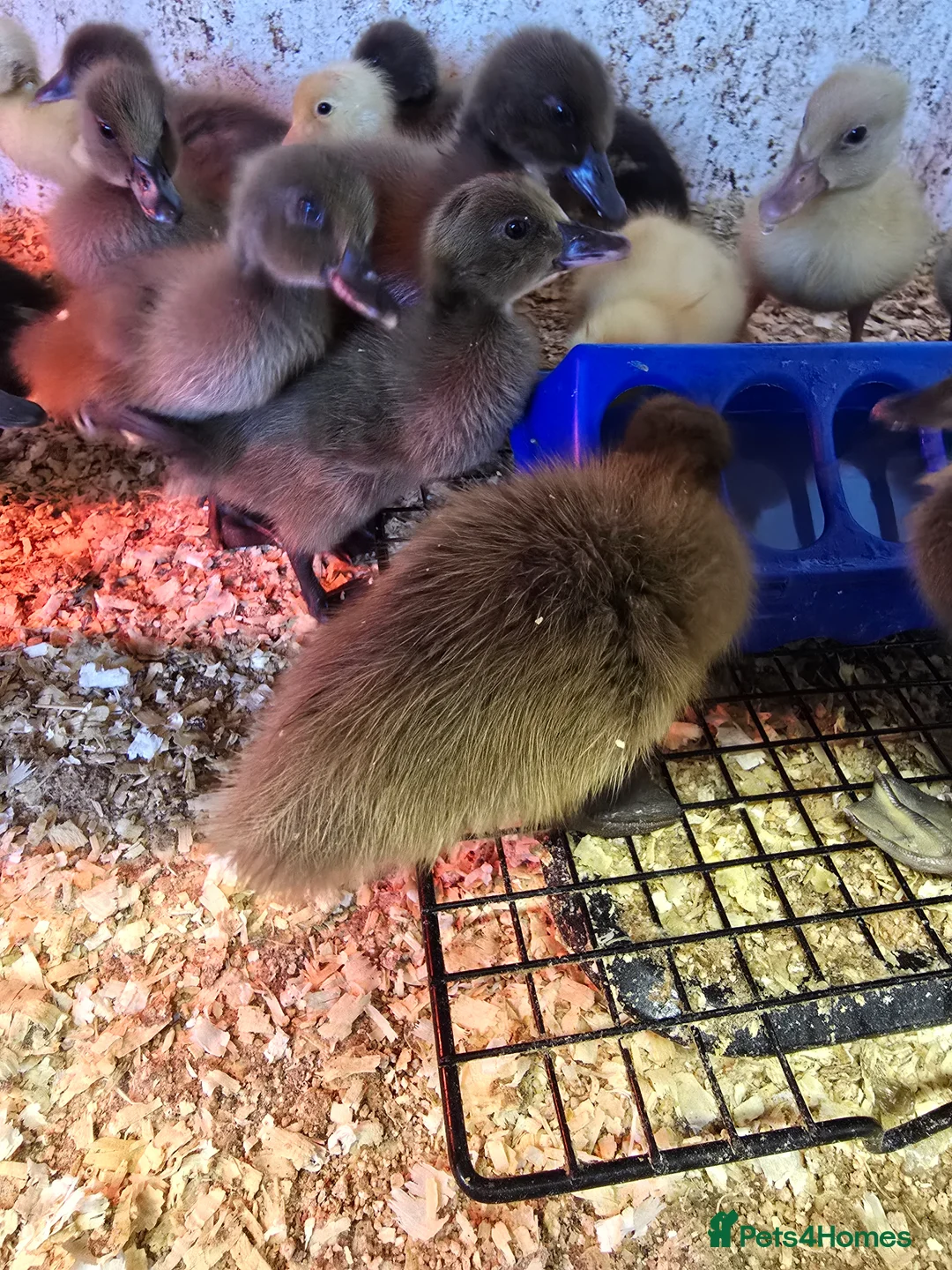 Ducks poultry for sale: Khaki Campbell & Trout Indian Runner ducklings  - Advert 9