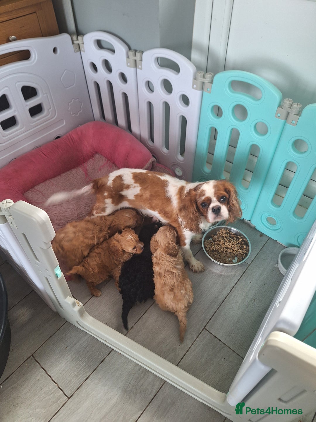 Cavapoo dogs for sale: CAVAPOO PUPPIES - Image 6
