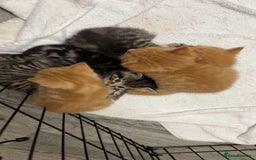 Bengal cats for sale: BENGAL KITTENS - Image 4