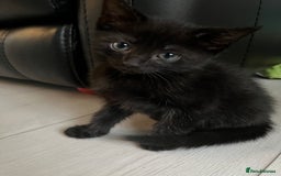 British Shorthair cats for sale: 2 kittens and mother for sale  - Image 2