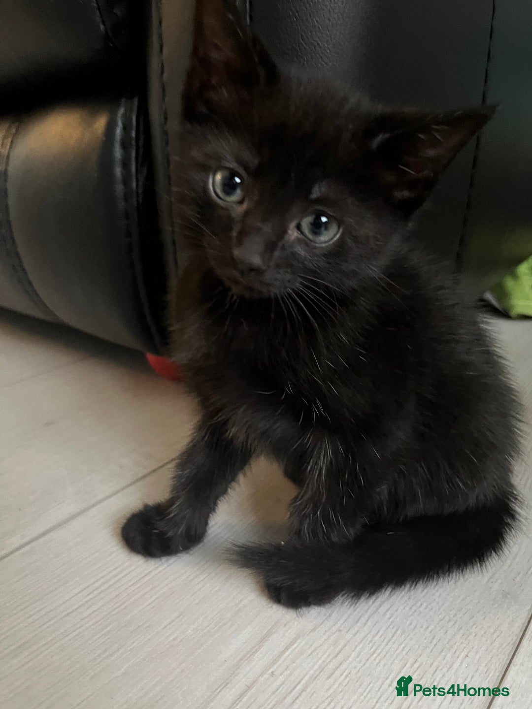 British Shorthair cats for sale: 2 kittens and mother for sale  - Image 2