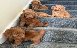 Cockapoo dogs for sale: Beautiful cockapoo puppies  - Image 10