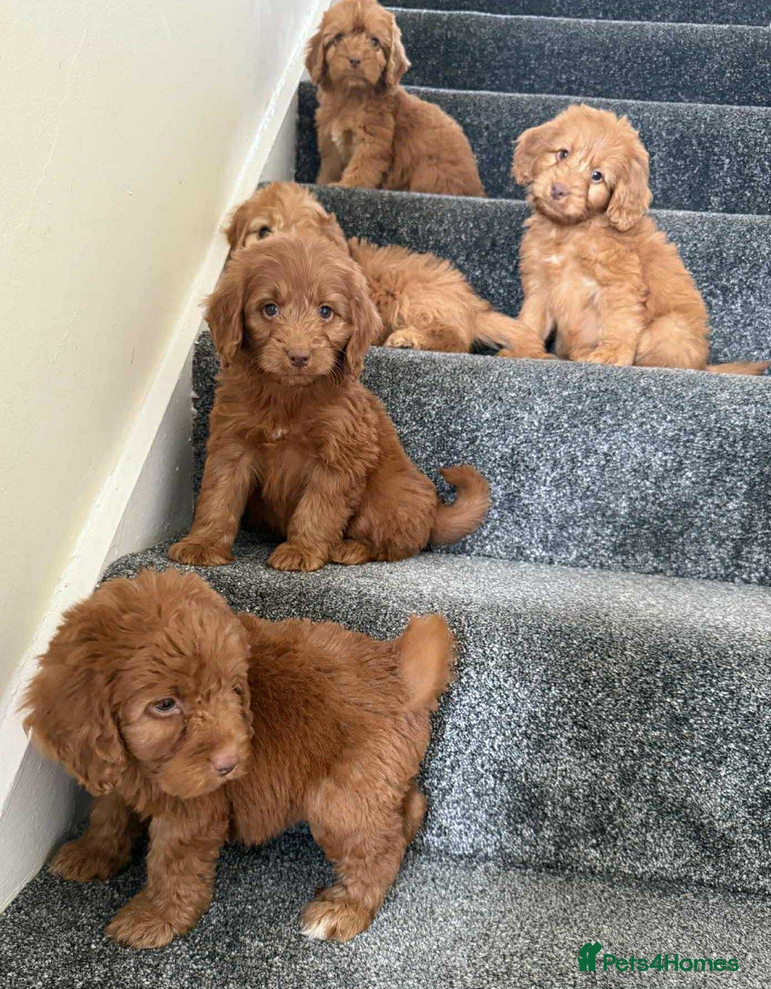Cockapoo dogs for sale: Beautiful cockapoo puppies  - Image 10