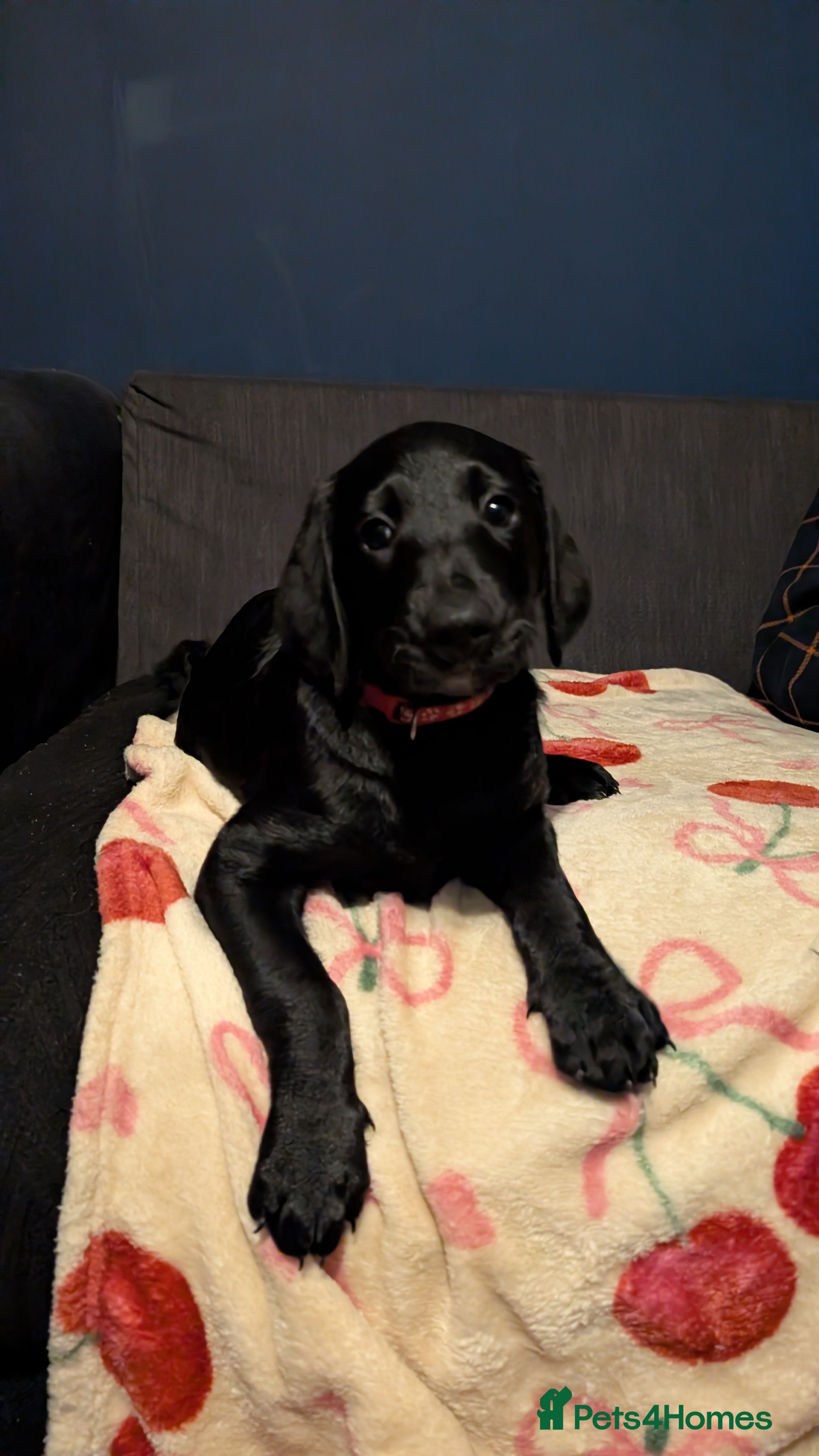 Labradoodle dogs 🐾 Labradoodle Puppies 🐾 - Advert 2