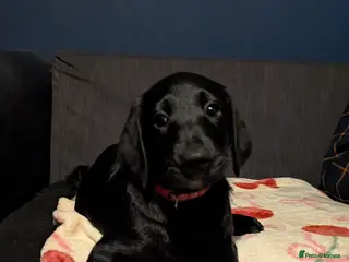 Labradoodle dogs 🐾 Labradoodle Puppies 🐾 - Advert 4