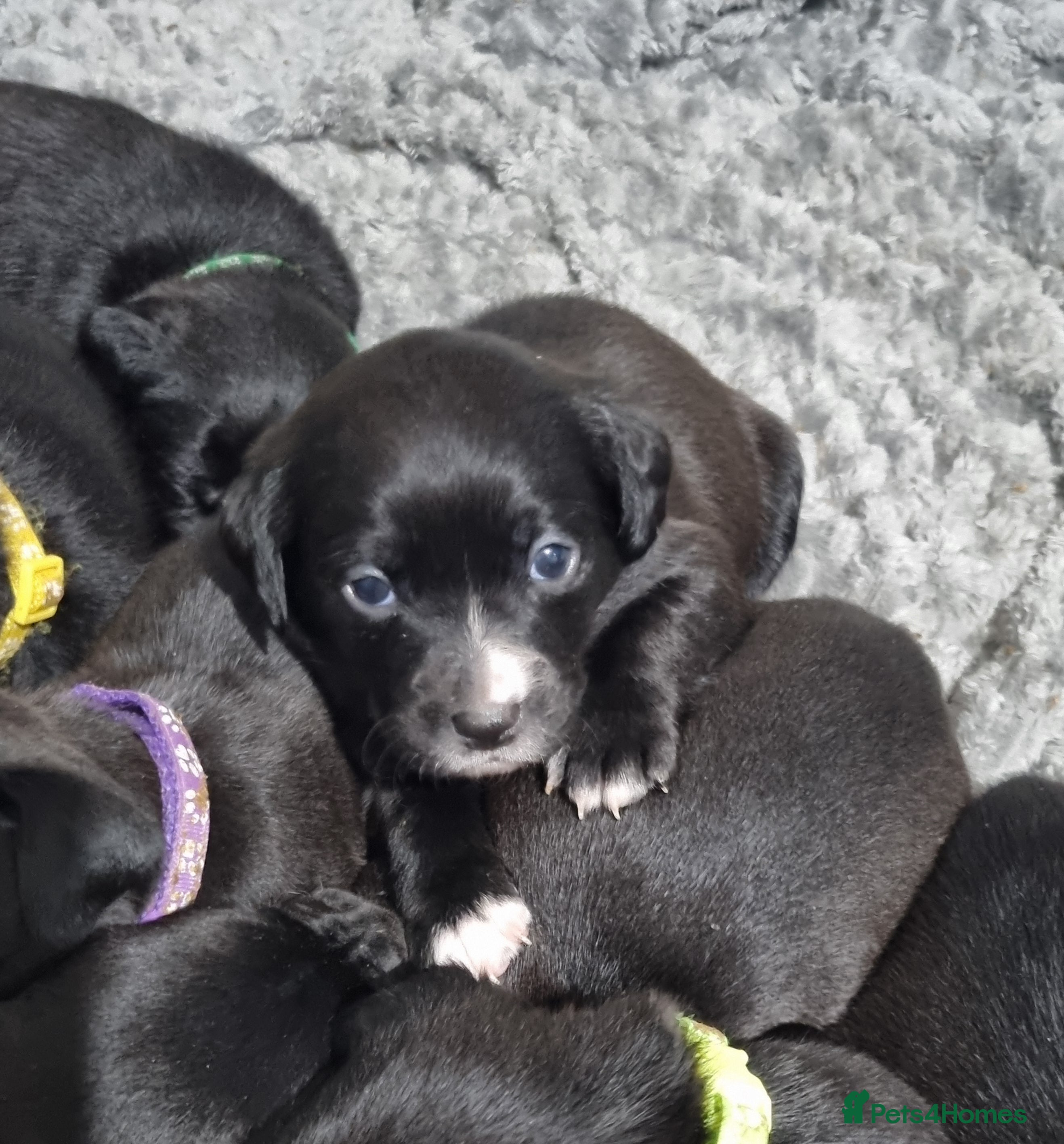 Mixed Breed dogs Staffador Puppies  - Advert 5