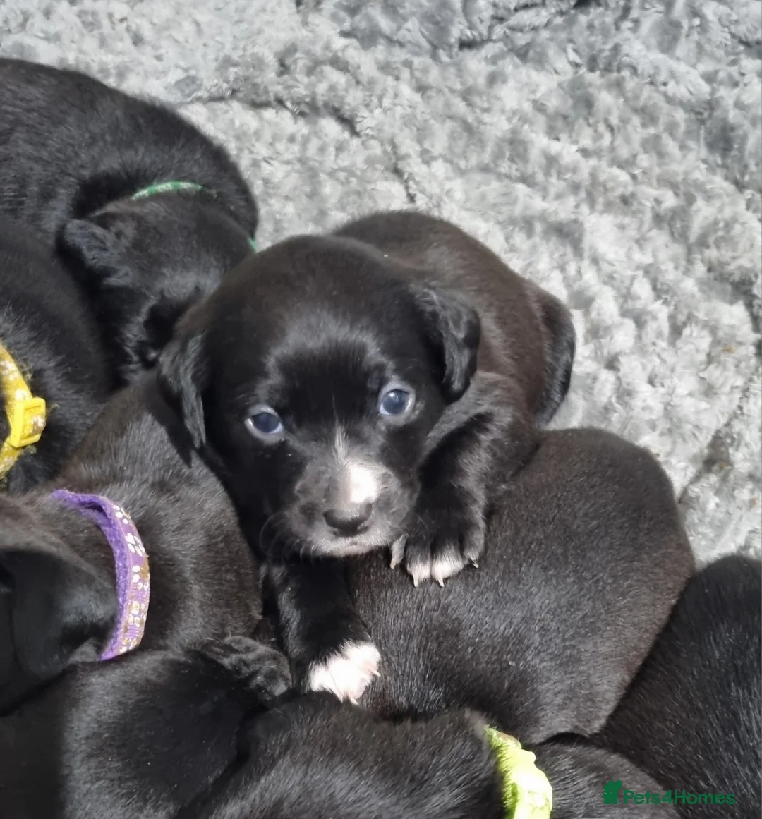 Mixed Breed dogs for sale: 3 xx Stunning Girls Left Staffador Puppies  - Advert 12