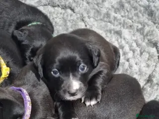 Mixed Breed dogs Staffador Puppies - Advert 5