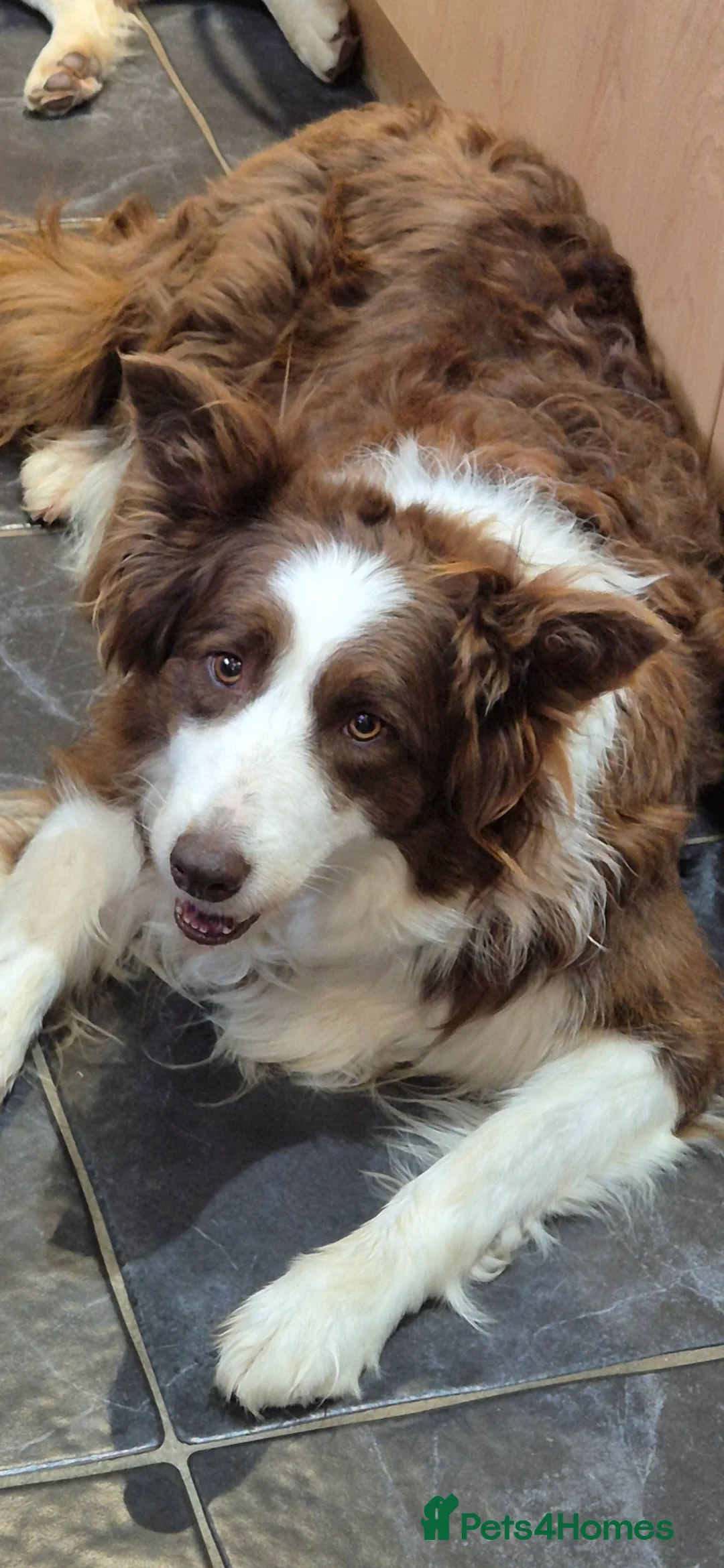 Border Collie dogs for sale: Outstanding litter Longhaired Merle border collies - Advert 2