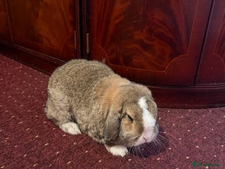 Lionhead rabbits Rabbits - Advert 8