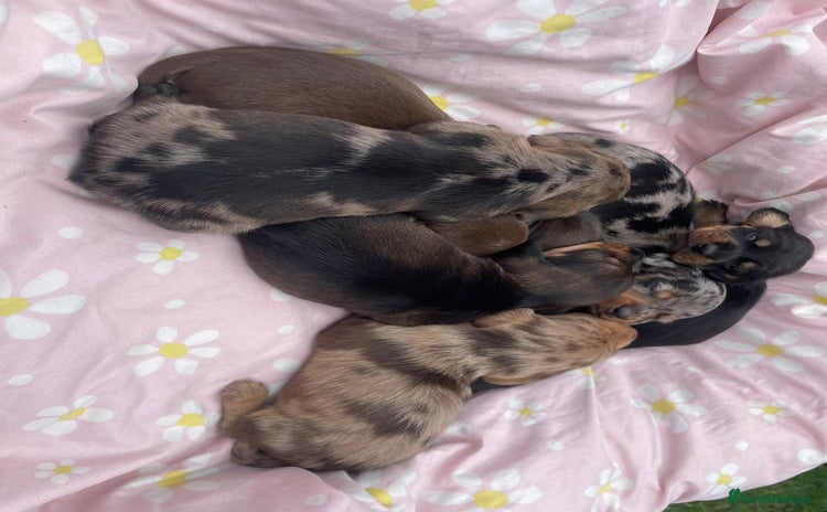 Dachshund dogs - Advert 3