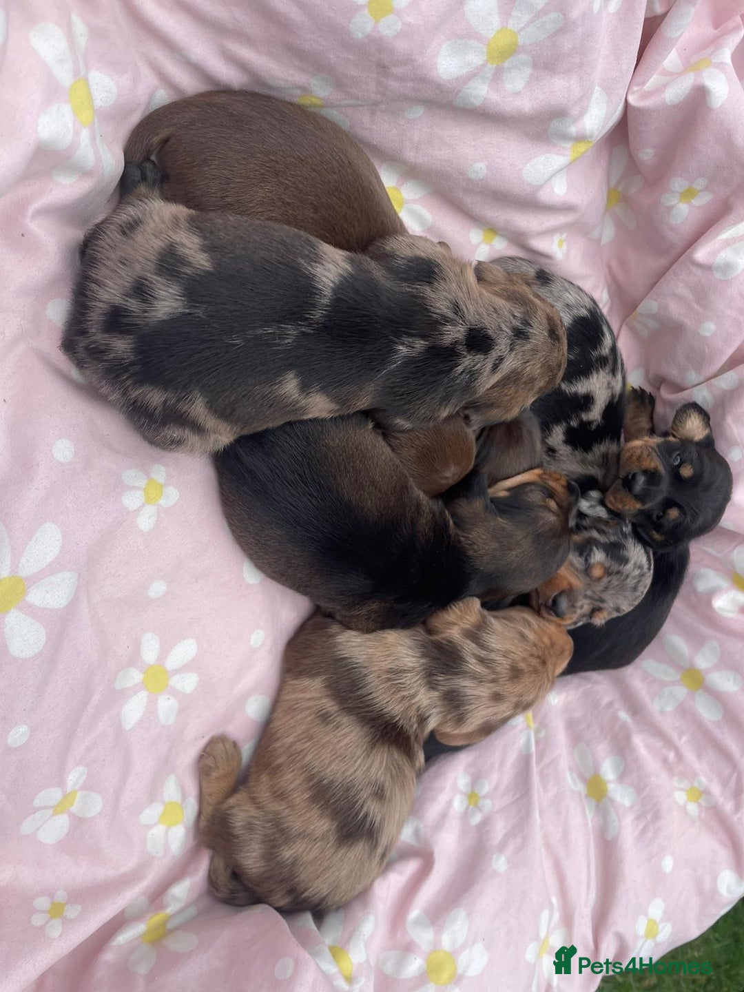 Dachshund dogs for sale: Miniature dachshund puppies - Image 1